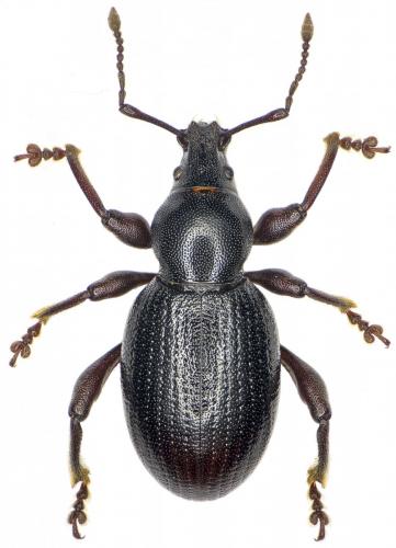 Réf. 274 160 : Otiorhynchus arcticus monticola